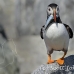 puffin_atlantic_msi_h_1888_can1510.jpg